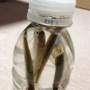 【ワカサギ釣り2013】茨戸川、佐藤水産ウラにチャレンジ!水深は深いが氷は薄め。