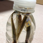 【ワカサギ釣り2013】茨戸川、佐藤水産ウラにチャレンジ!水深は深いが氷は薄め。