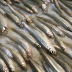【ワカサギ2015】石狩放水路で今シーズン初の100匹!氷の状況は不安だけど釣りたいならココ