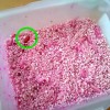 サシは暖かいところに置いておくとヤバイ!長期保存は冷蔵庫で!