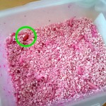 サシは暖かいところに置いておくとヤバイ!長期保存は冷蔵庫で!