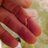 ワカサギ釣り、エサの「サシ」はどう付ける?無駄なし食いつき良しの釣果UPの餌つけ方法