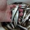 【2016年】石狩川放水路でワカサギ釣り!暖冬の影響で氷の状態は?